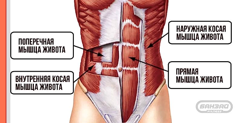 Мышцы-пресса-структура